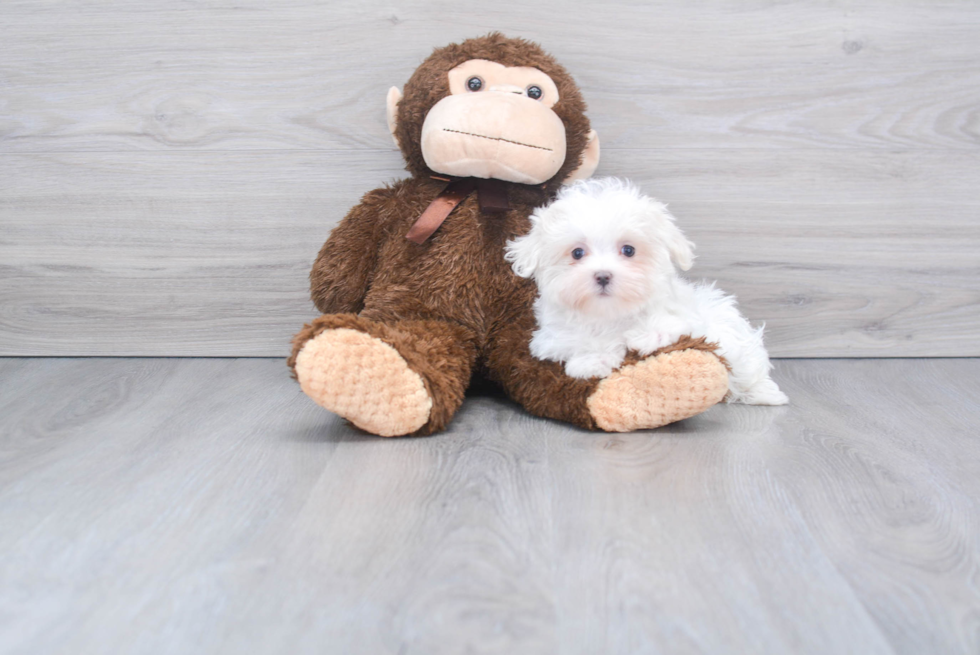 Maltese Pup Being Cute