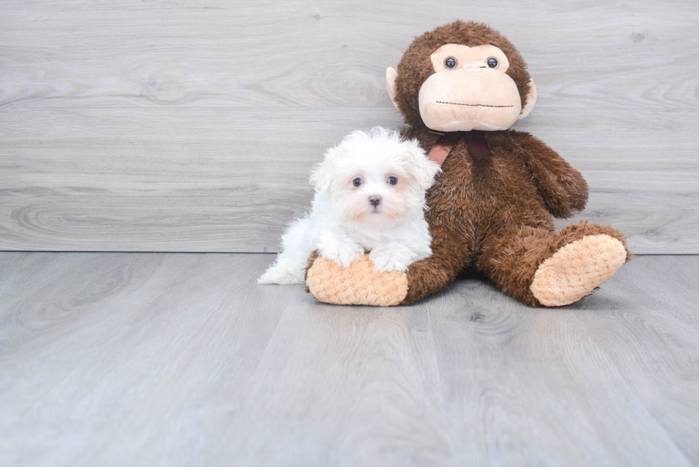 Maltese Puppy for Adoption