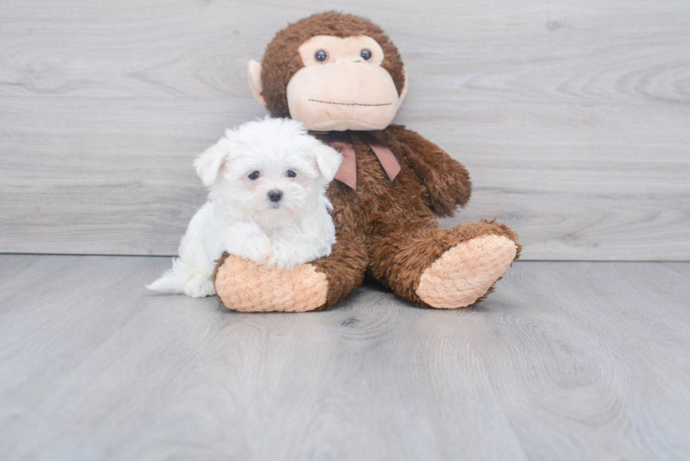 Petite Maltese Purebred Puppy