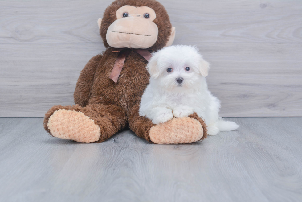 Popular Maltese Purebred Pup