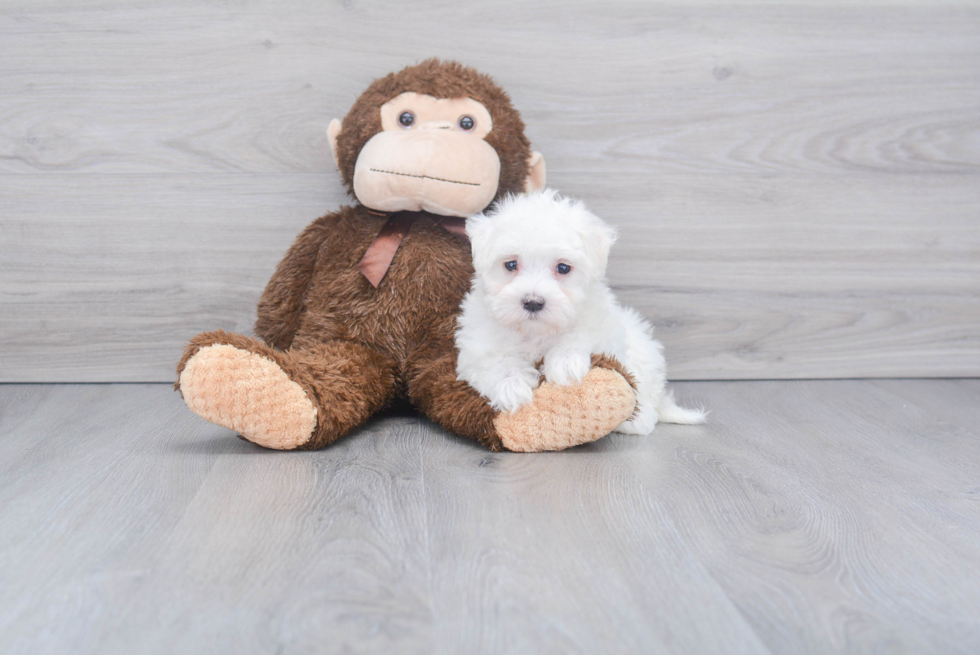 Maltese Puppy for Adoption