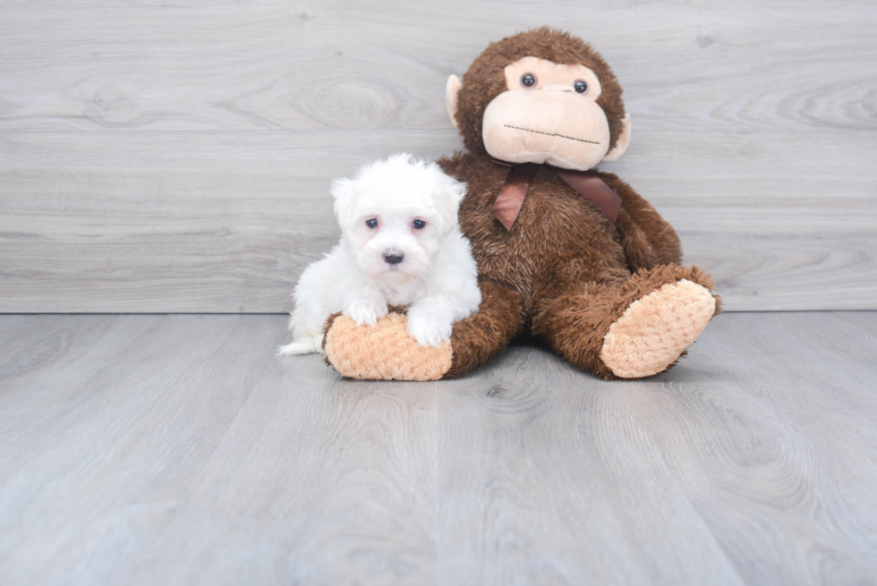 Maltese Pup Being Cute