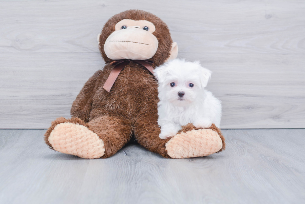 Akc Registered Maltese Baby