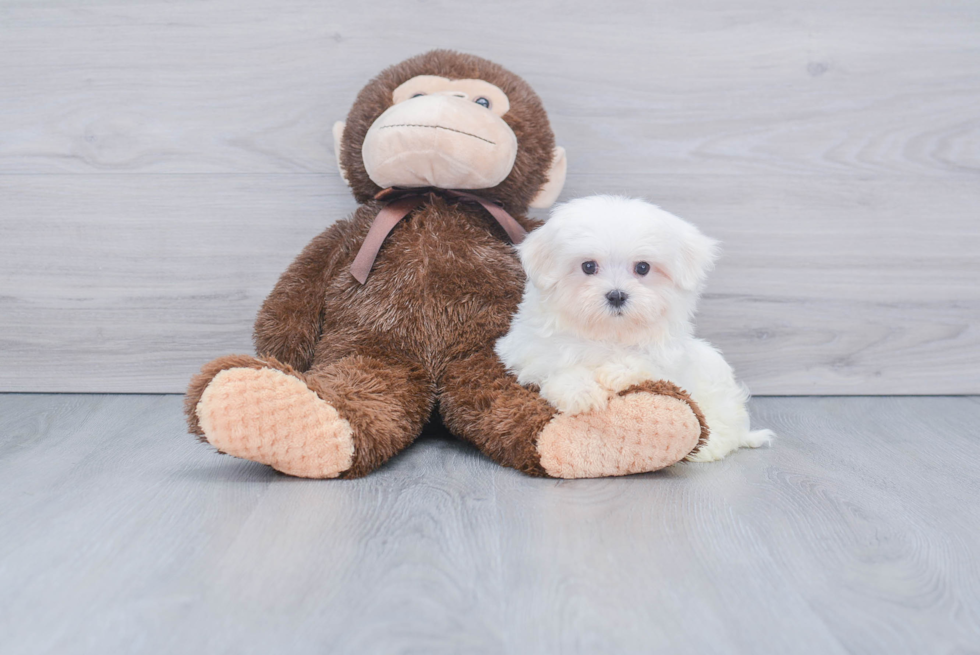 Fluffy Maltese Purebred Puppy