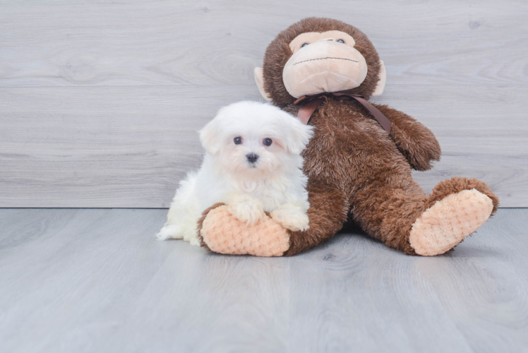 Little Maltese Purebred Pup