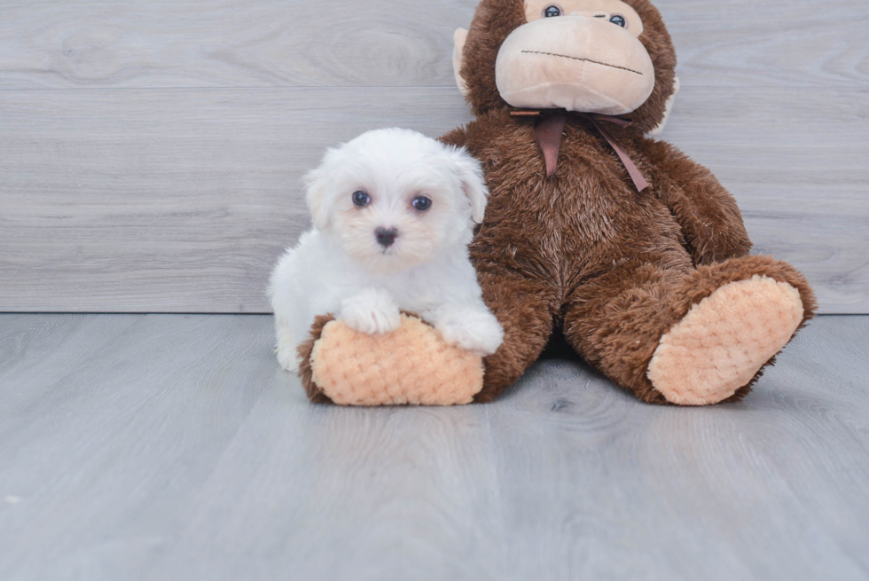 Playful Maltese Baby