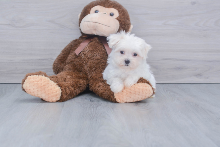 Happy Maltese Purebred Puppy