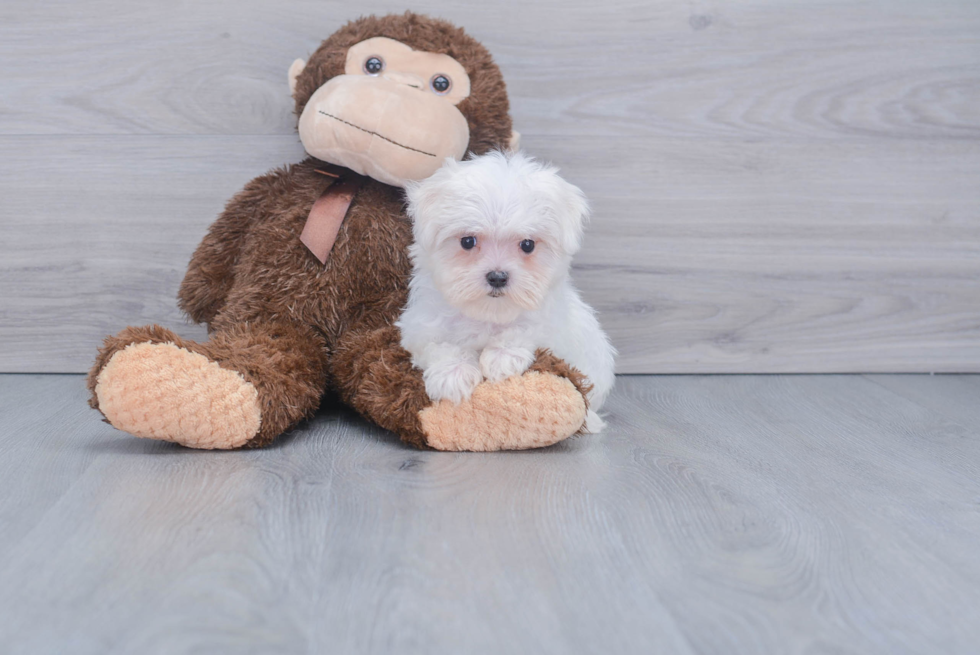 Friendly Maltese Baby