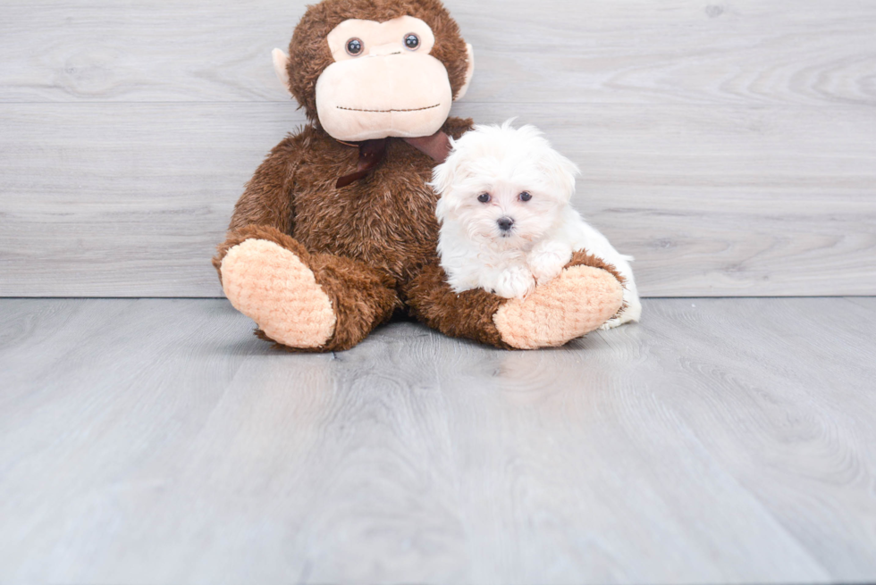 Maltese Pup Being Cute