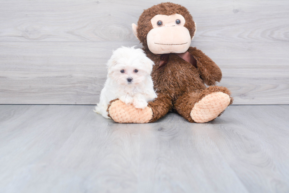 Maltese Puppy for Adoption