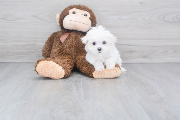 Maltese Pup Being Cute