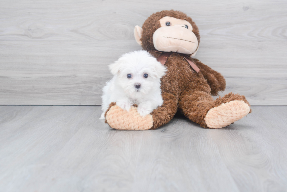 Funny Maltese Purebred Pup