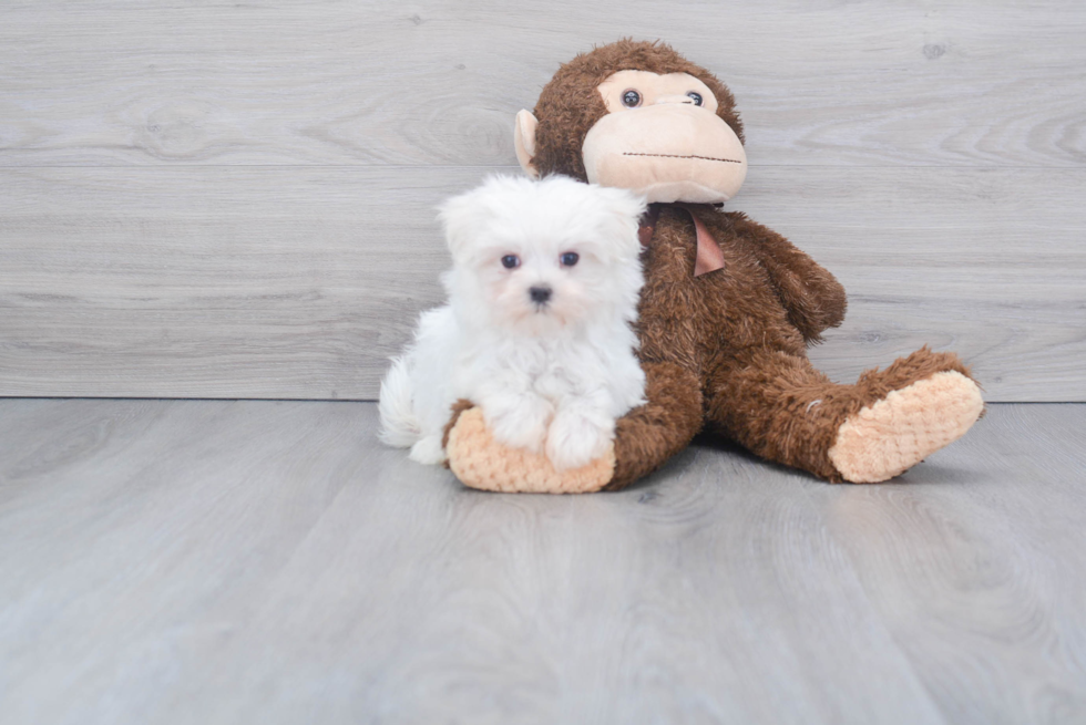 Adorable Maltese Purebred Puppy