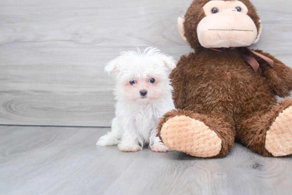 Maltese Pup Being Cute