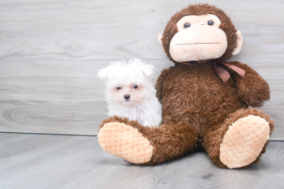 Maltese Pup Being Cute