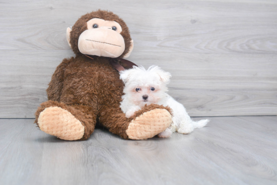 Hypoallergenic Maltese Baby