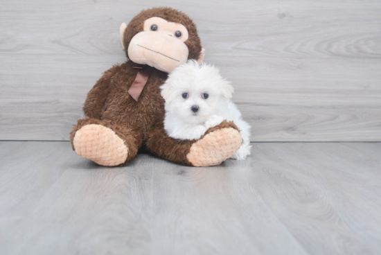 Playful Maltese Purebred Pup