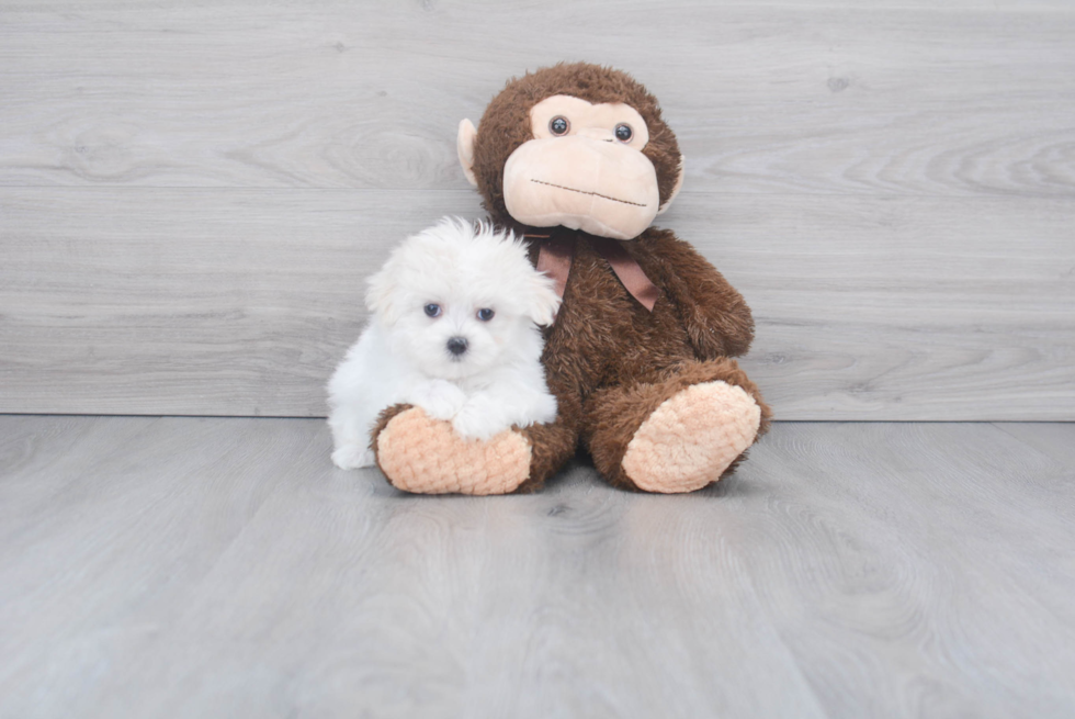 Small Maltese Purebred Pup