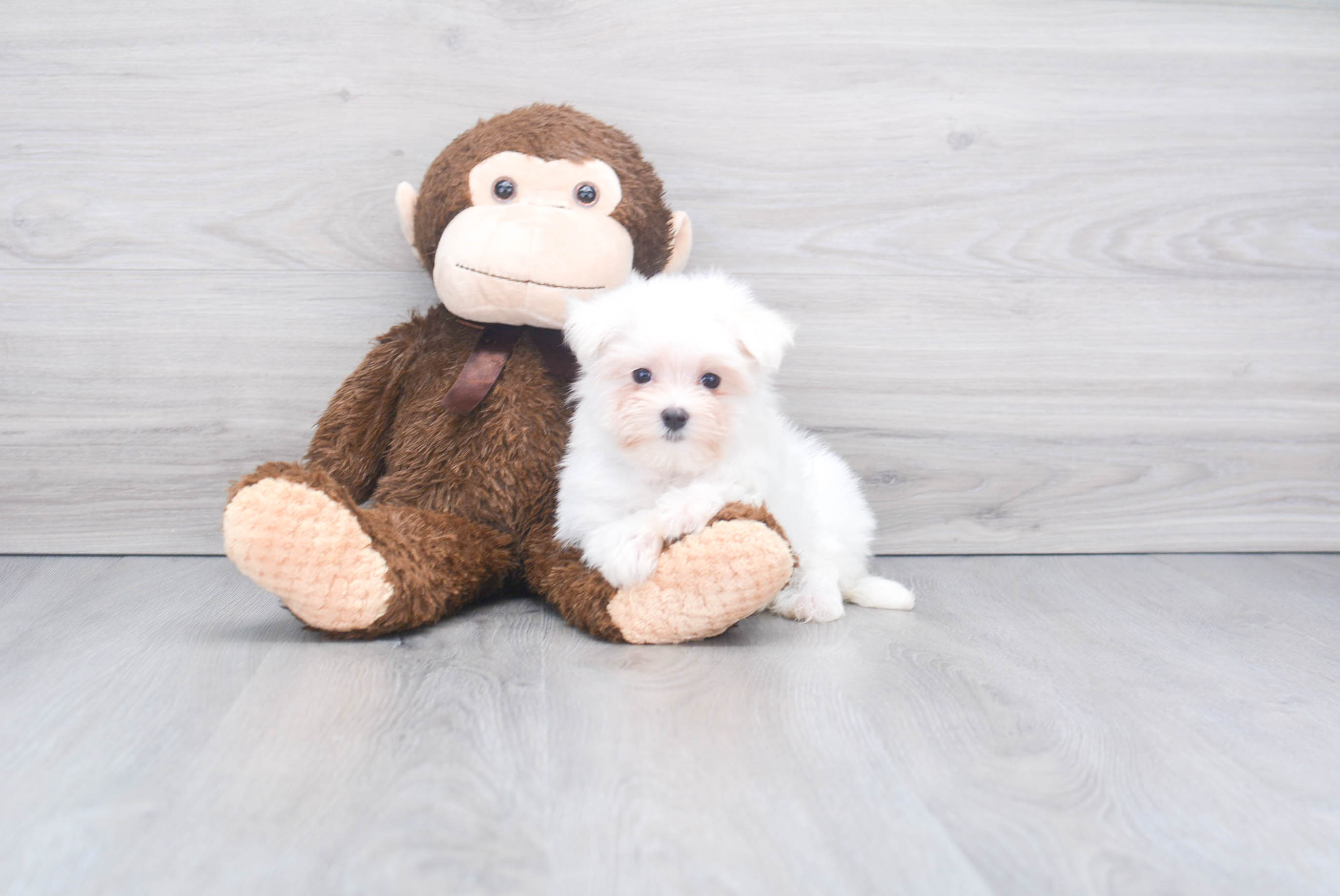 Maltese Pup Being Cute