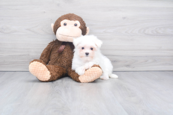 Maltese Pup Being Cute