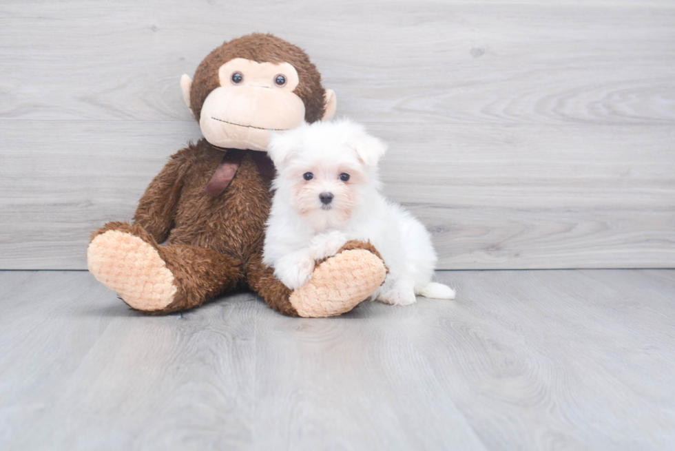 Akc Registered Maltese Baby