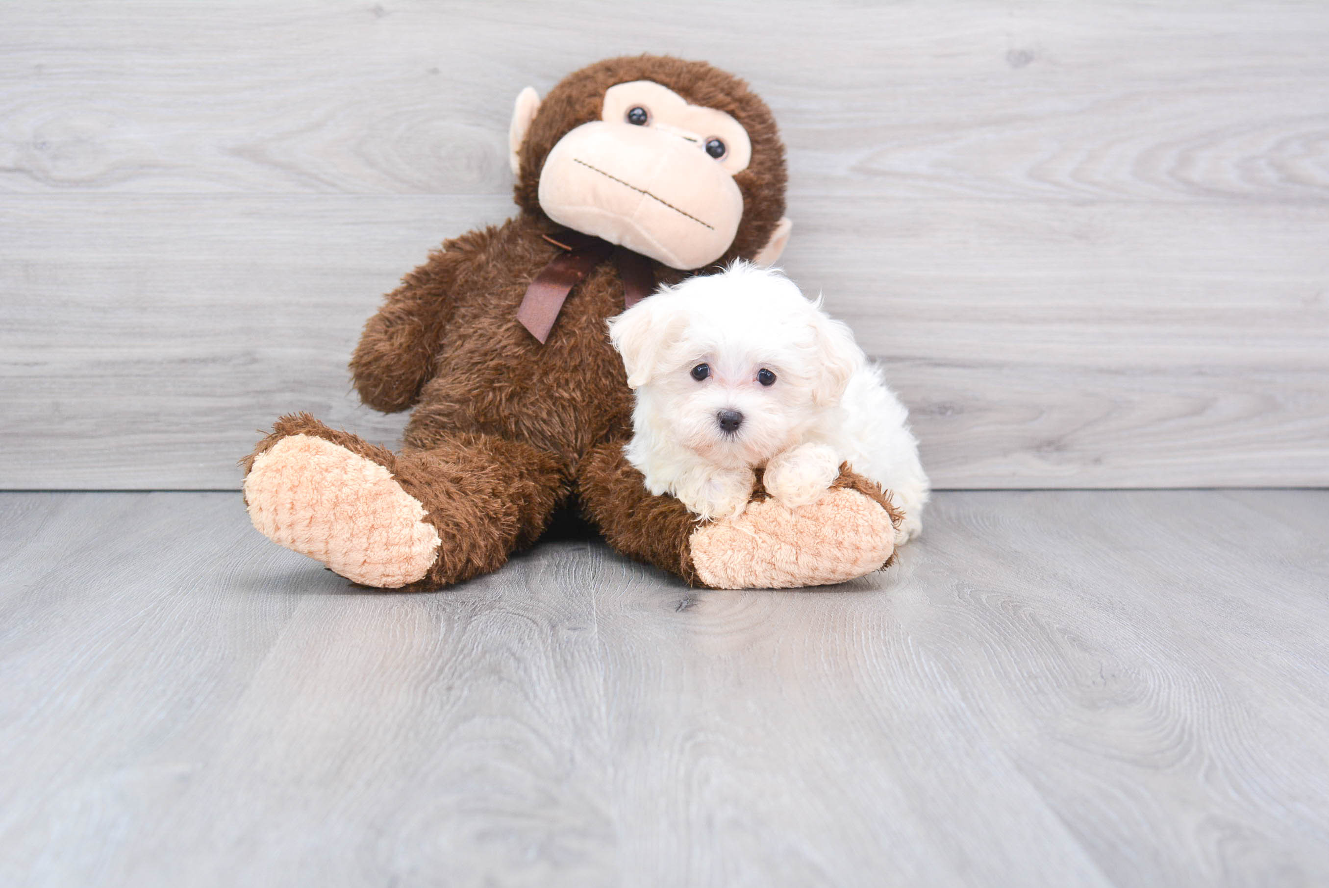 Akc Registered Maltese Baby