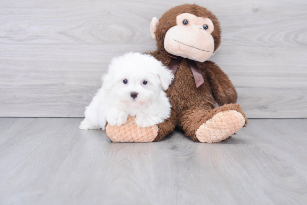 Happy Maltese Purebred Puppy