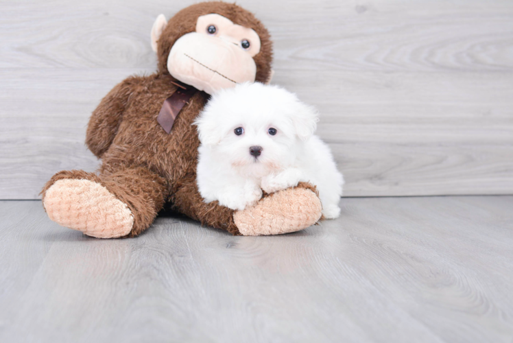 Cute Maltese Purebred Puppy