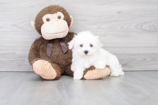 Maltese Pup Being Cute