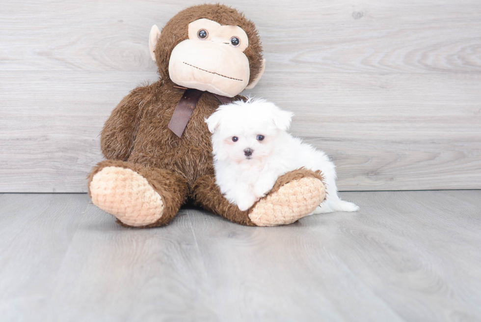 Playful Maltese Purebred Pup