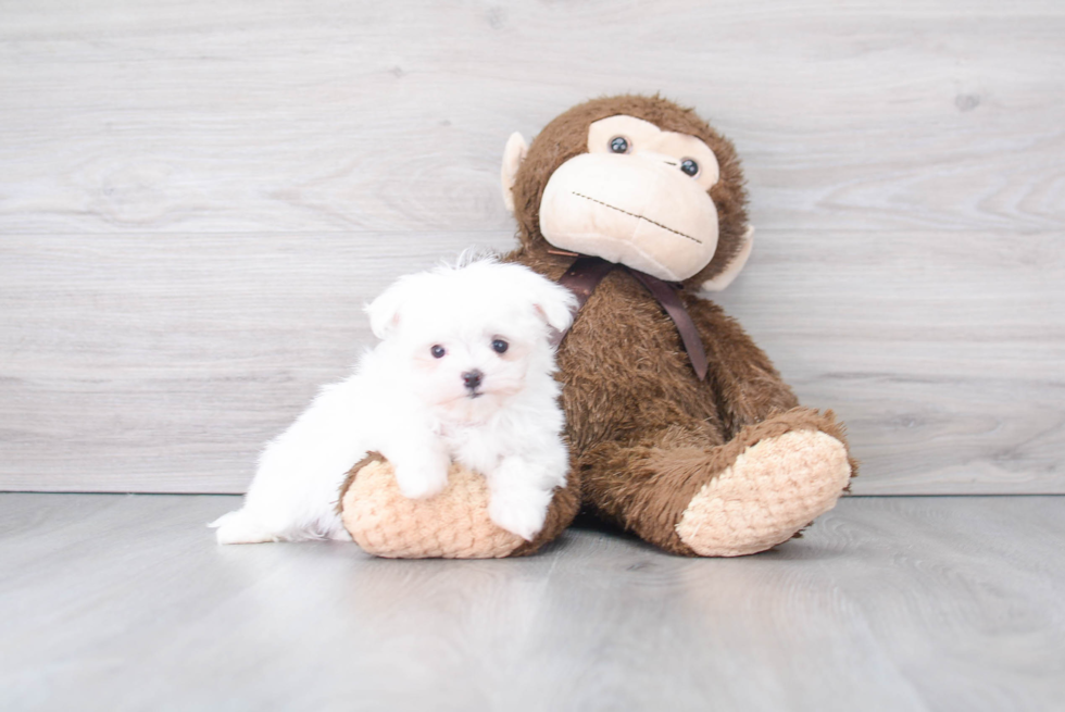 Maltese Pup Being Cute