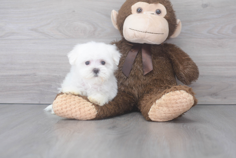 Maltese Pup Being Cute