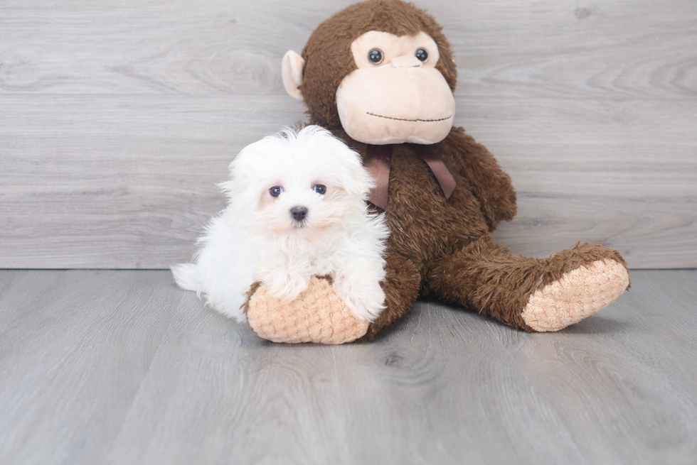 Happy Maltese Purebred Puppy