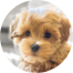 Maltipoo Puppies For Sale - Premier Pups Maltipoo Puppies For Sale - Premier Pups
