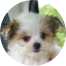 Maltipom Puppies For Sale - Premier Pups Maltipom Puppies For Sale - Premier Pups