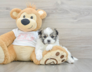 5 week old Maltipom Puppy For Sale - Premier Pups
