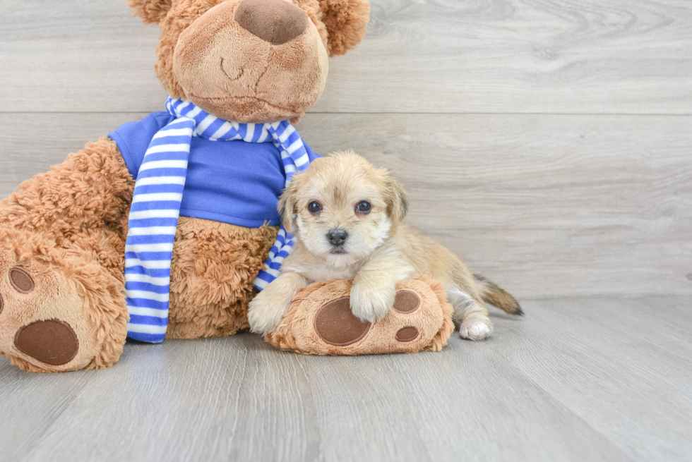 Maltipom Puppy for Adoption