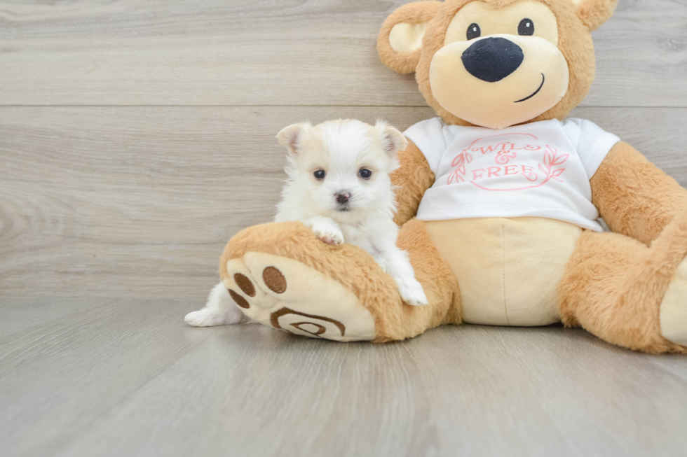 Hypoallergenic Maltese Pom Designer Puppy