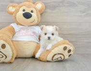 5 week old Maltipom Puppy For Sale - Premier Pups
