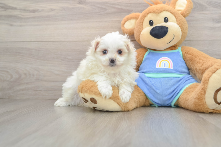 Playful Maltese Pom Designer Puppy