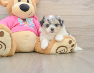 5 week old Maltipom Puppy For Sale - Premier Pups