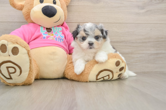 Maltipom Pup Being Cute