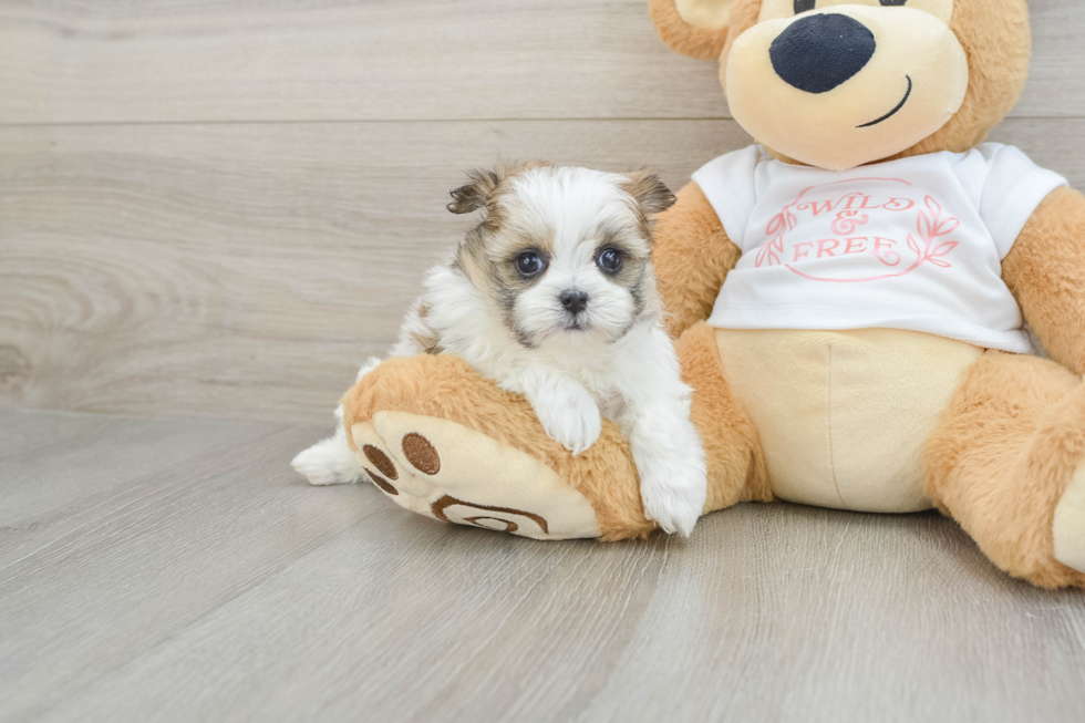 Little Maltese Pom Designer Puppy