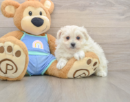 5 week old Maltipom Puppy For Sale - Premier Pups