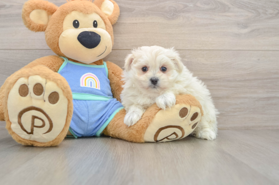 Hypoallergenic Maltese Pom Designer Puppy