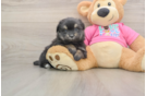 Maltipom Puppy for Adoption