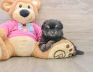 5 week old Maltipom Puppy For Sale - Premier Pups