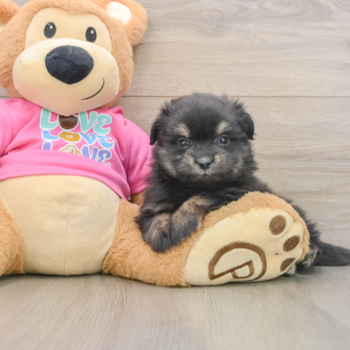 Best Maltipom Baby