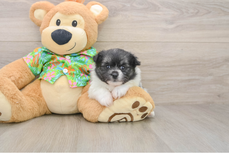 Popular Maltipom Designer Pup