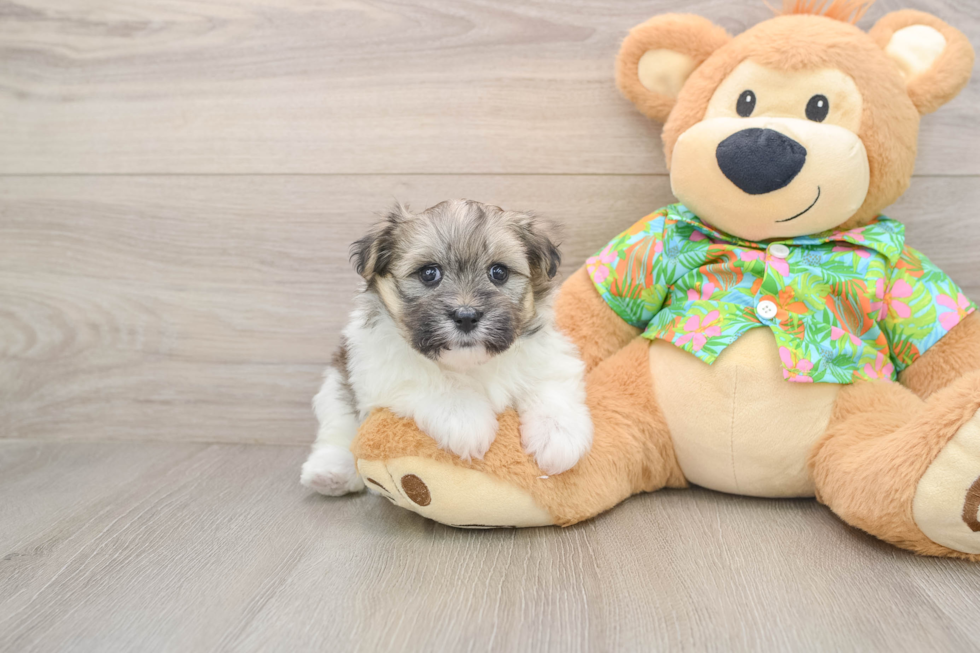 Fluffy Maltipom Designer Pup